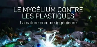 Le mycélium contre les plastiques : la nature comme ingénieure